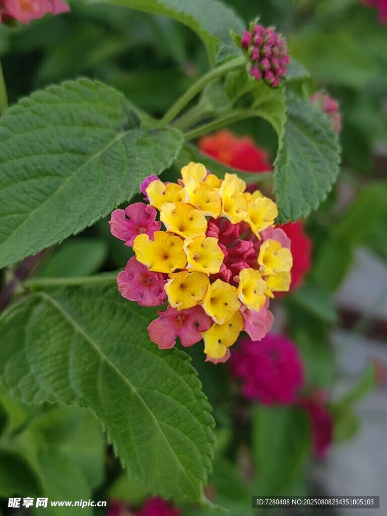 多彩马缨丹花朵特写