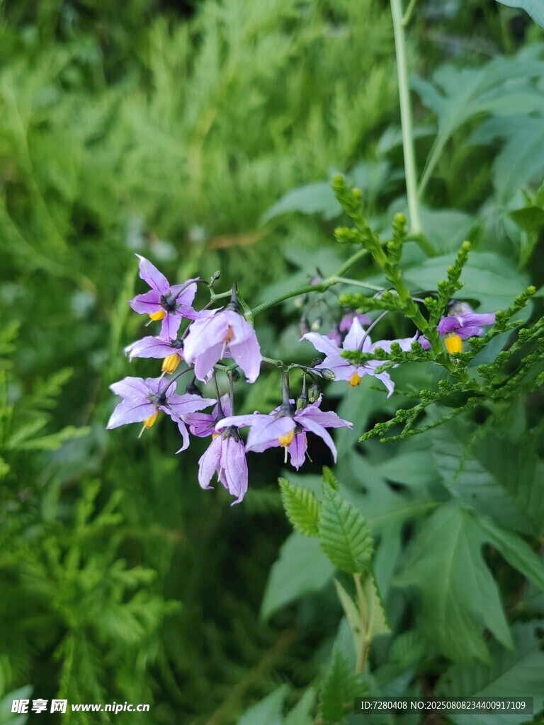 紫色小花绽放于绿叶间