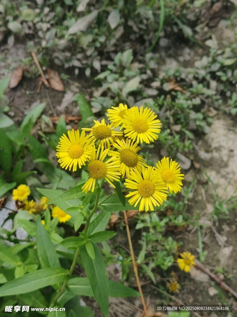 黄色小花绽放于草丛间