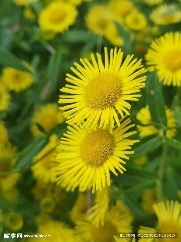 金黄灿烂的野菊花绽放