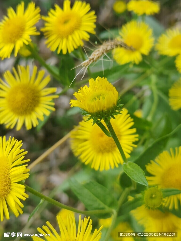 金黄灿烂小雏菊绽放