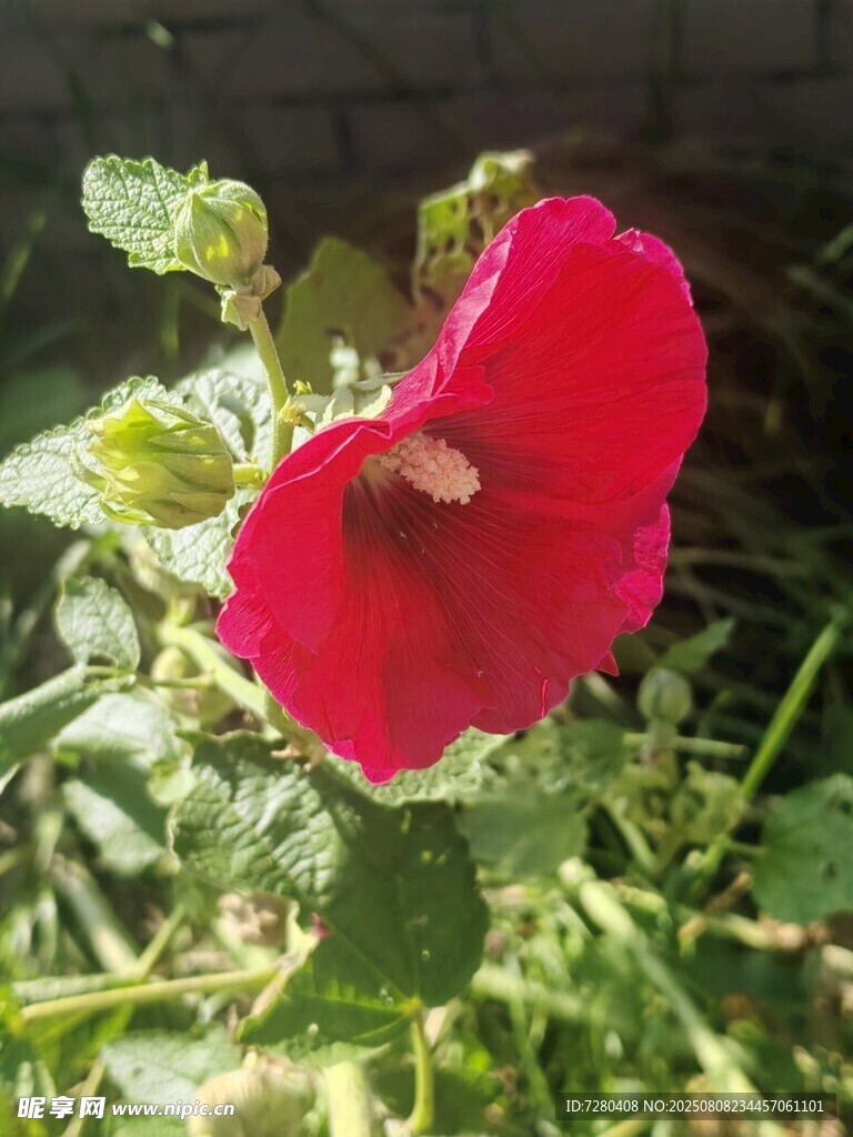 娇艳红蜀葵