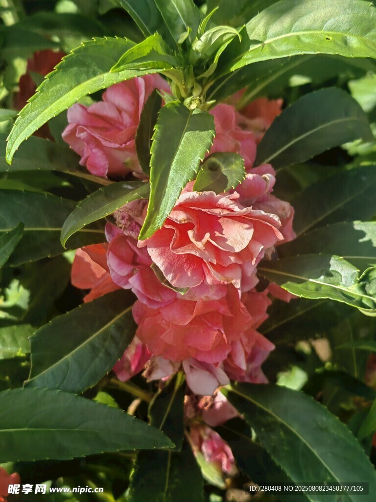 娇艳盛开的粉色山茶花