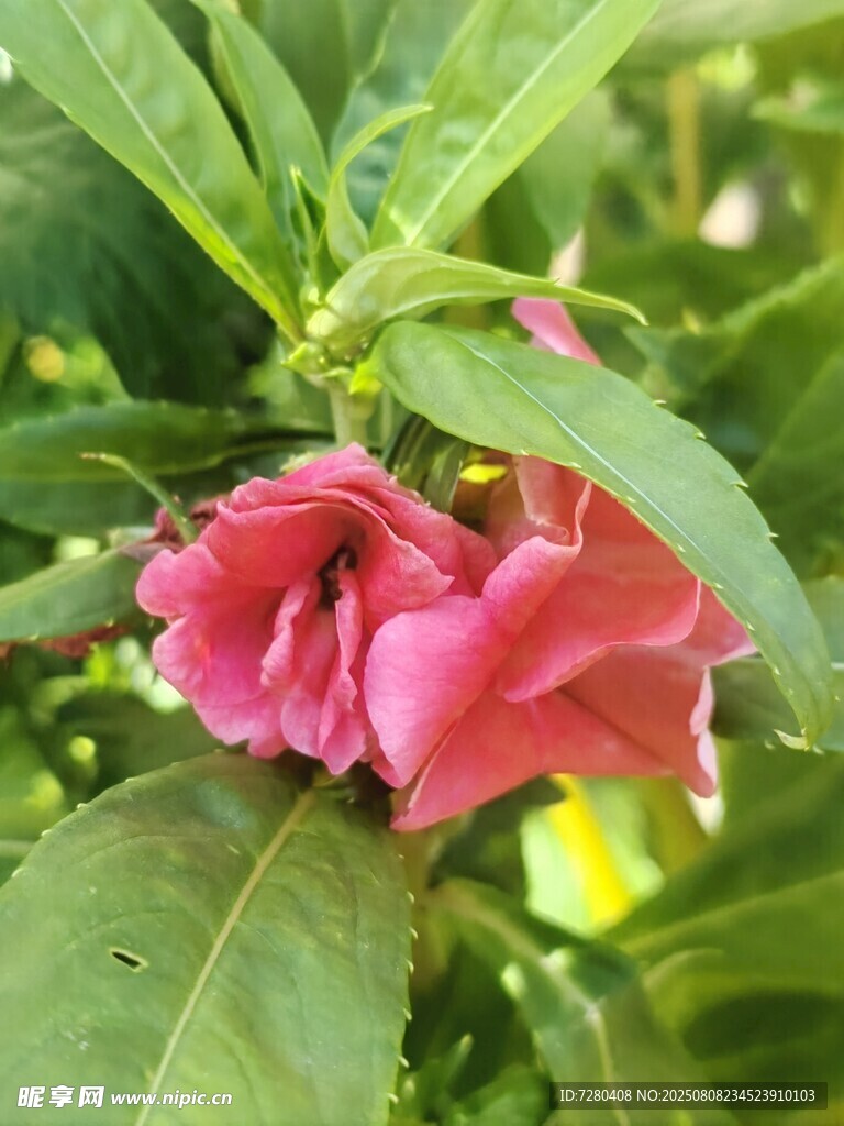 娇艳双生粉花绽放绿叶间