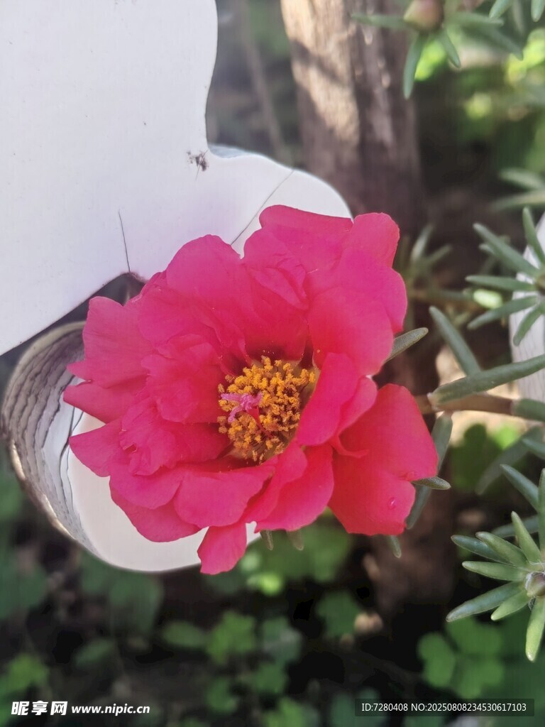 娇艳粉色花朵绽放枝头