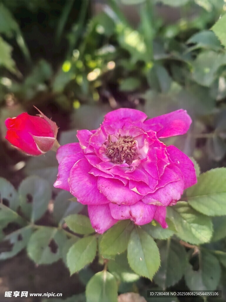 娇艳绽放的粉色月季花