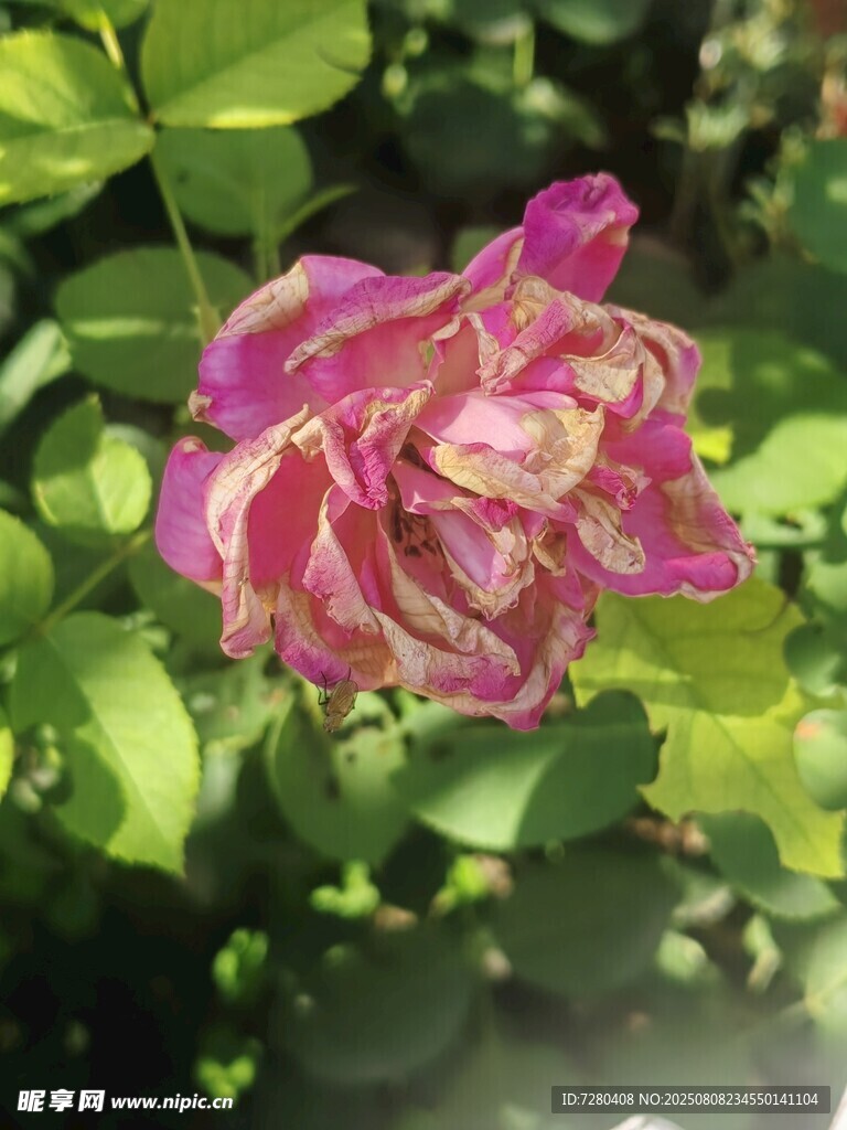 娇艳双色月季花