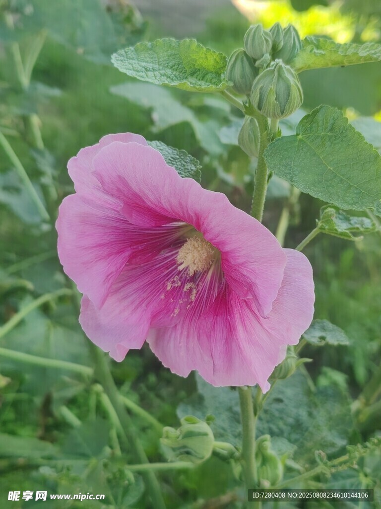 娇艳粉色花朵绽放绿叶间