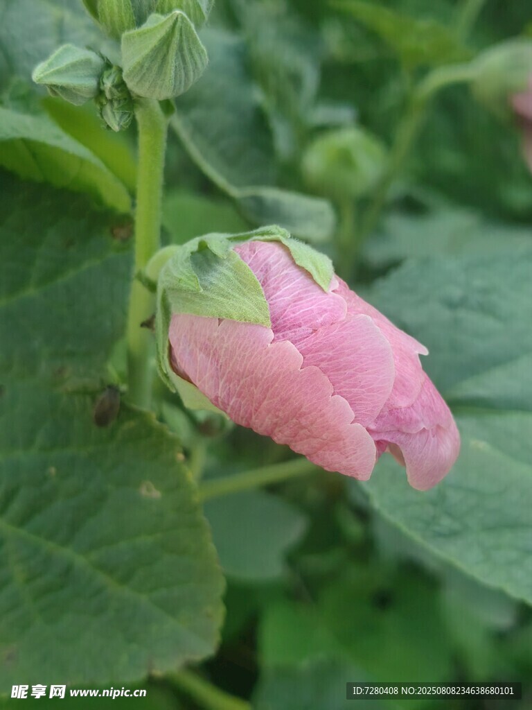 粉色花朵绽放绿叶间