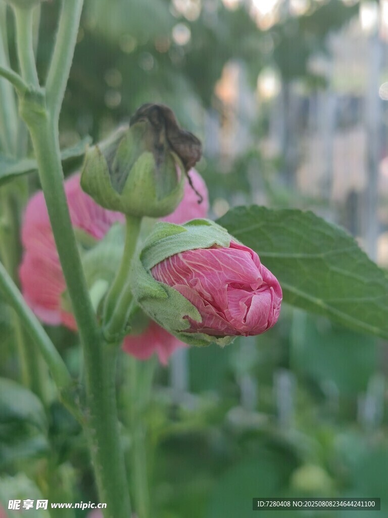 含苞待放的娇艳粉色花朵