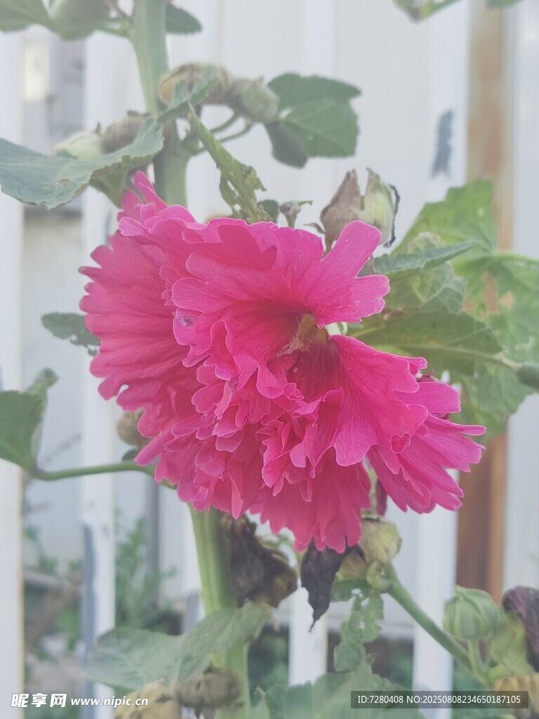 娇艳绽放的粉红色花朵