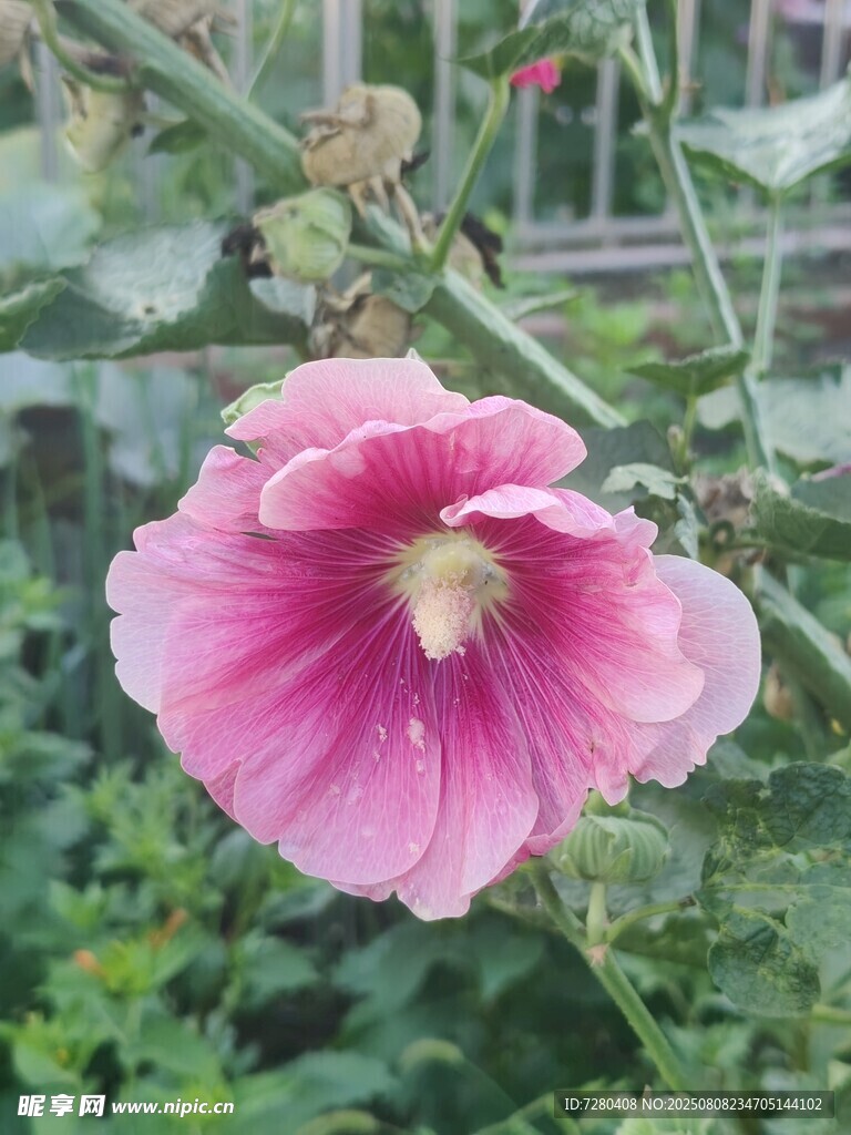 娇艳蜀葵花绽放