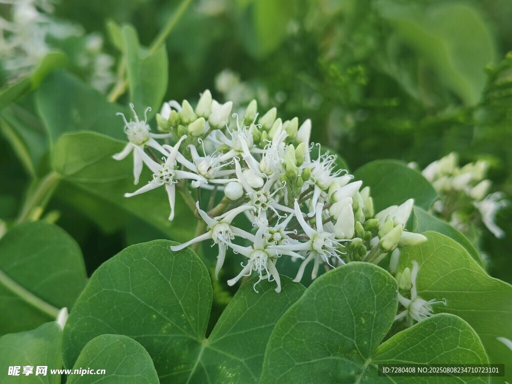 绿叶间的白色小花