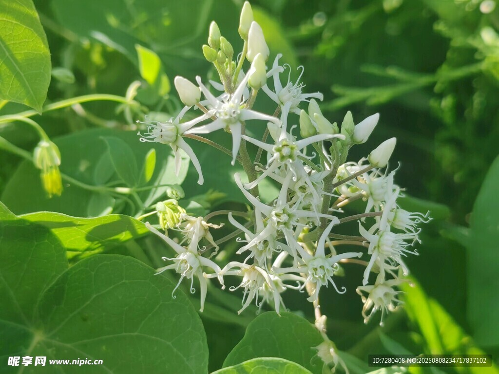 绿叶间的白色小花