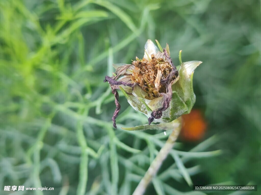 枯萎花朵与绿植相伴