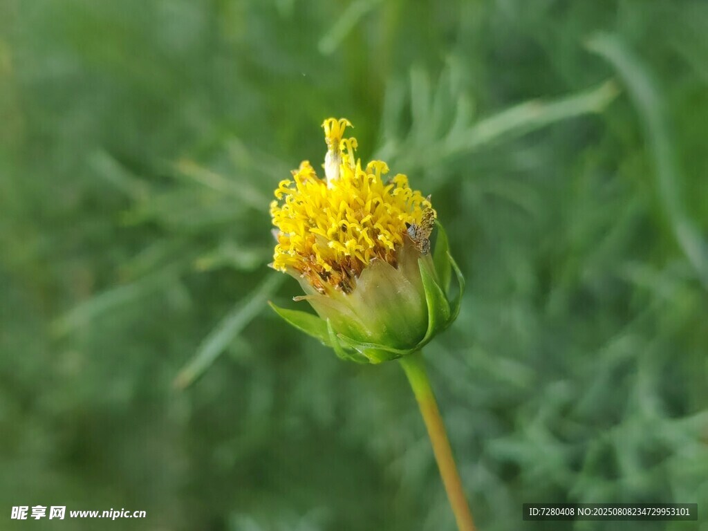 黄色小花特写