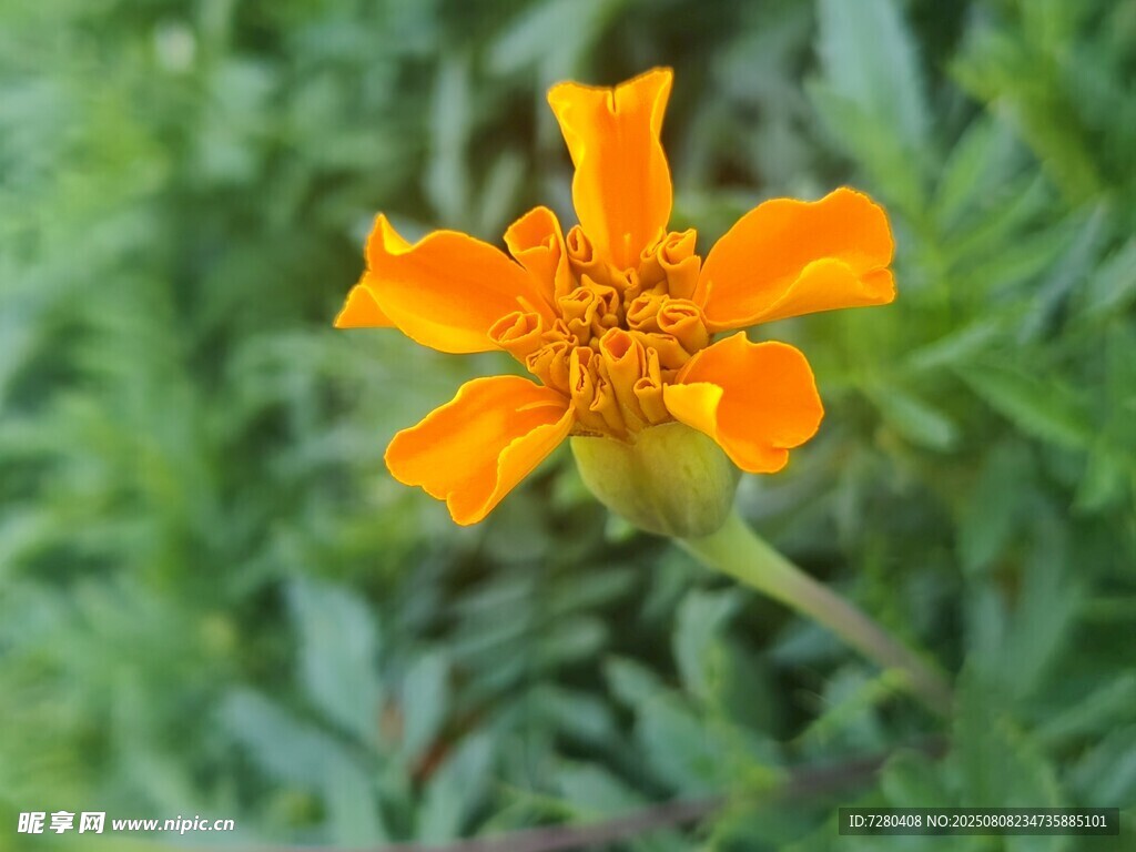 橙色花朵近景特写