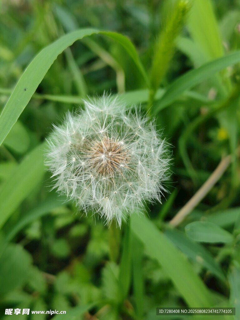蒲公英特写