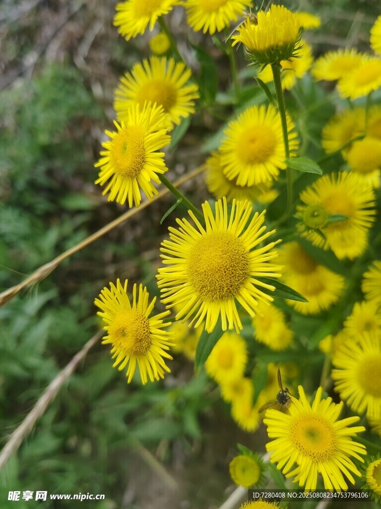 黄色小野花绽放