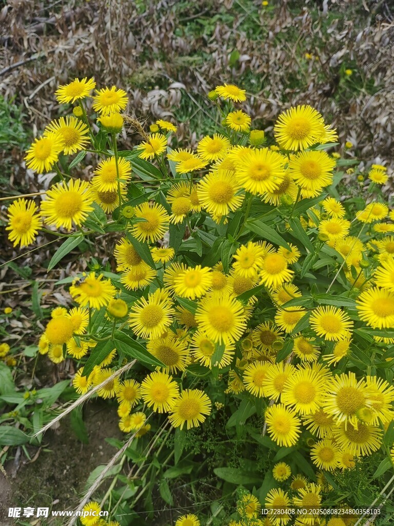 绽放的黄色小花