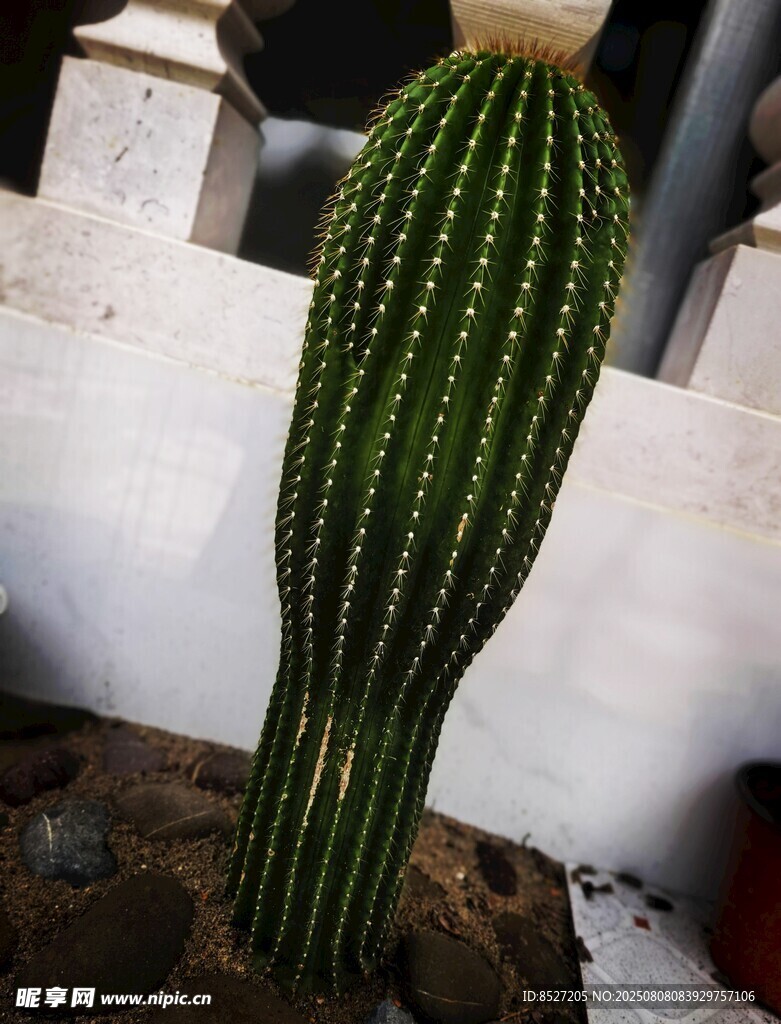 仙人掌