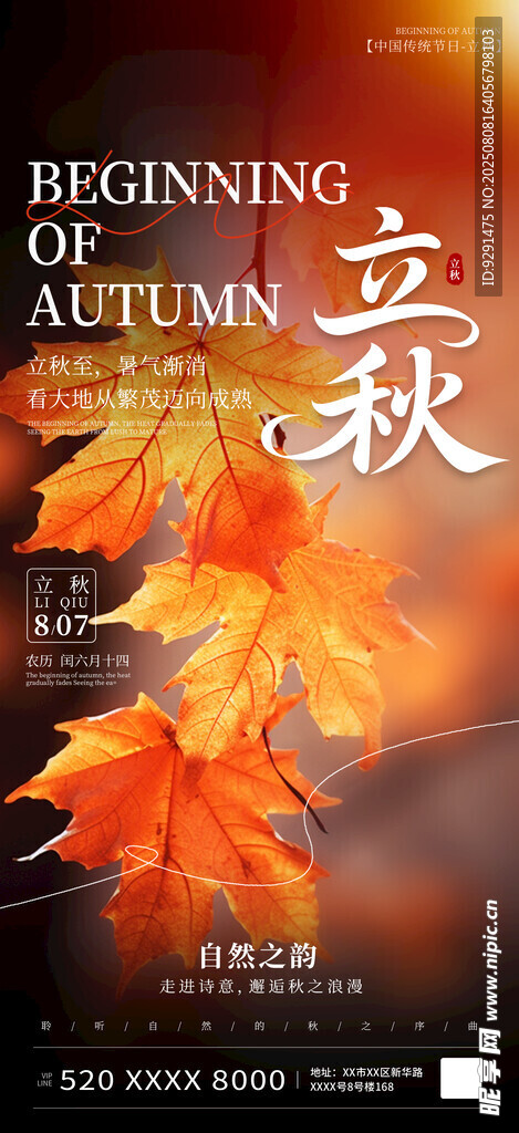 立秋时节的绚烂枫叶