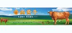鲁西黄牛 黄牛灯箱