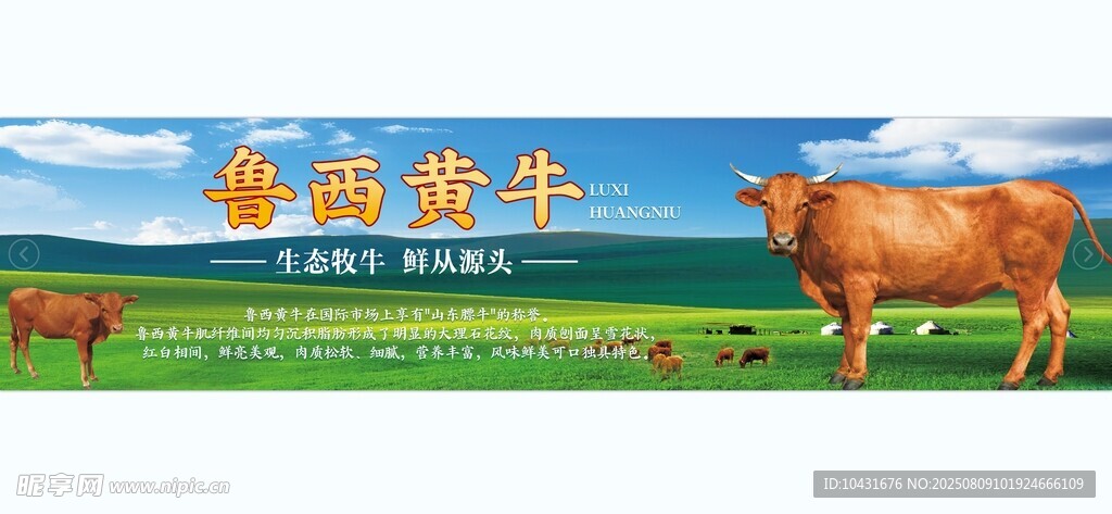 鲁西黄牛 黄牛灯箱