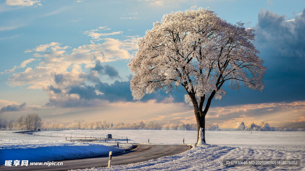 冬日孤树雪景