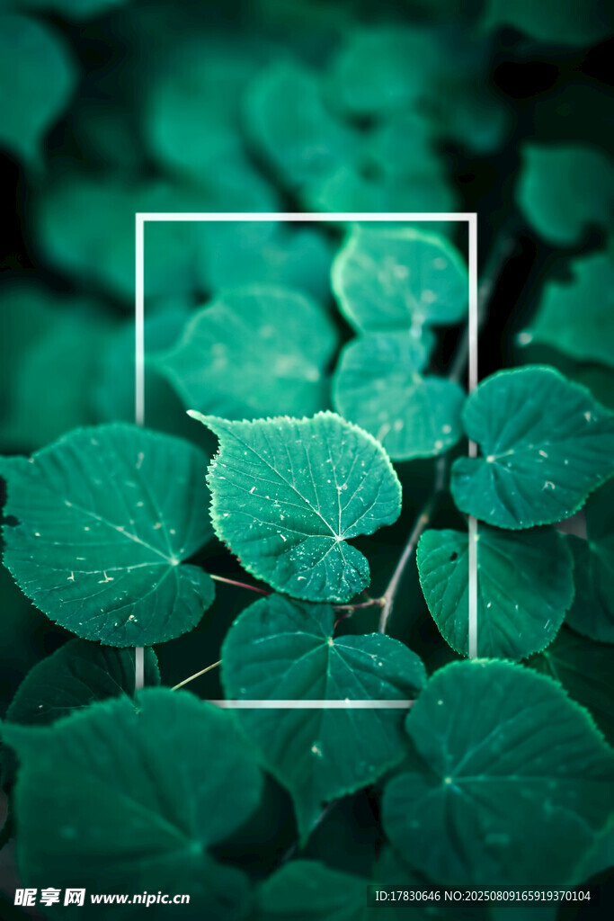 翠绿叶片上的晶莹水珠