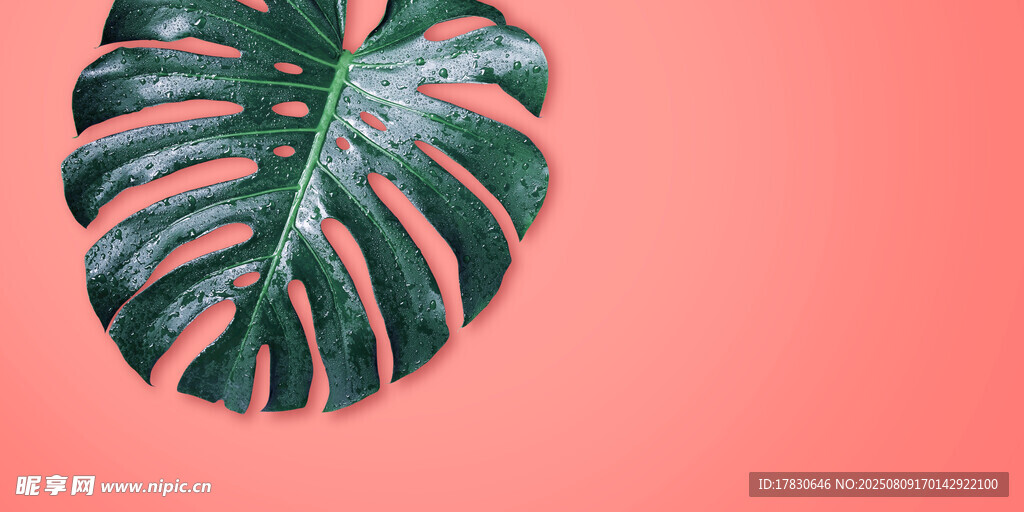 粉色背景上的龟背竹叶