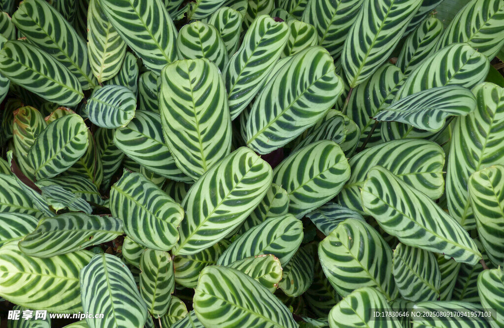 条纹绿植叶片特写