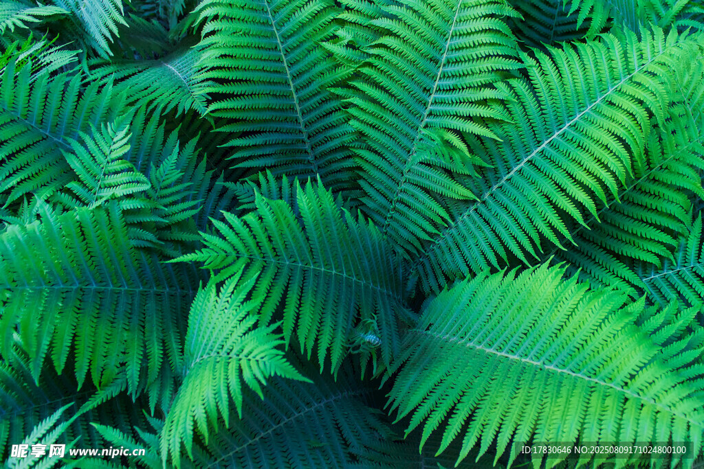 翠绿蕨类植物特写
