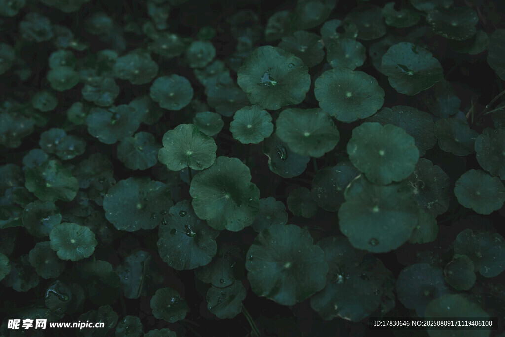 水底的绿色浮萍植物