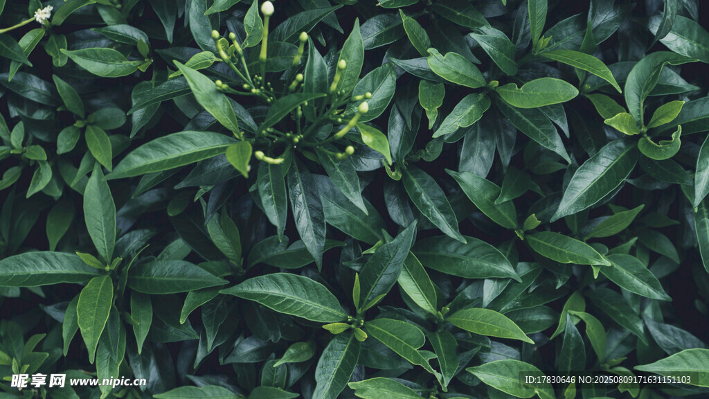 茂密绿叶植物特写