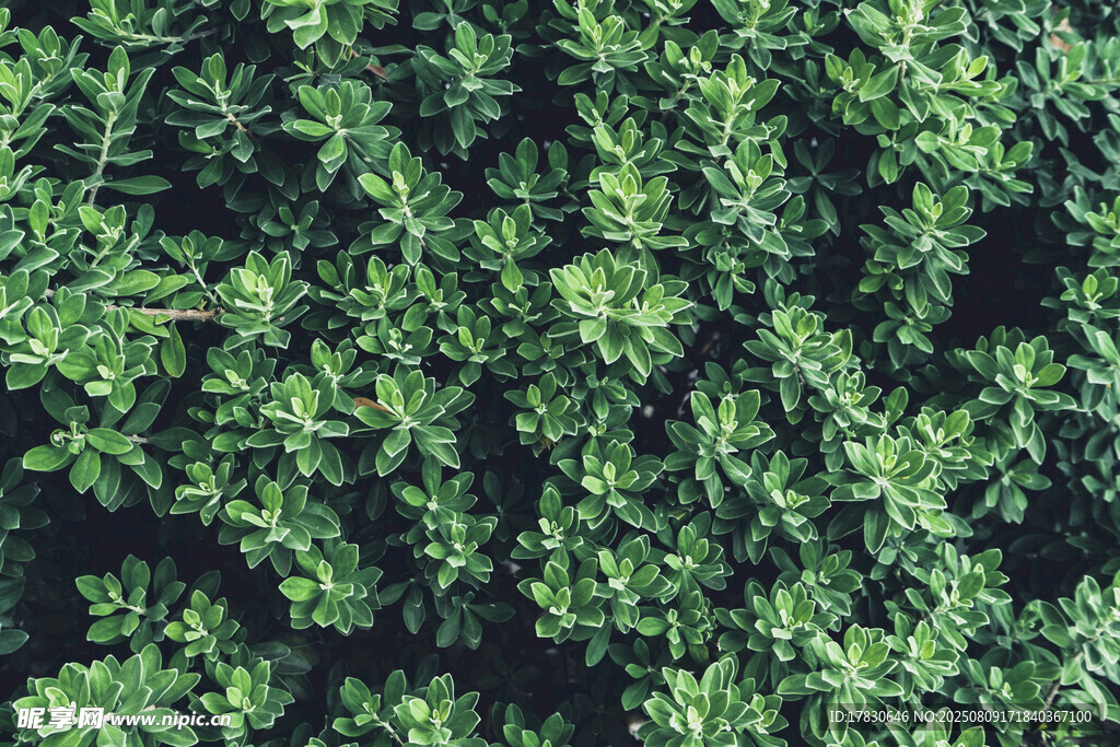 茂密绿植俯视图