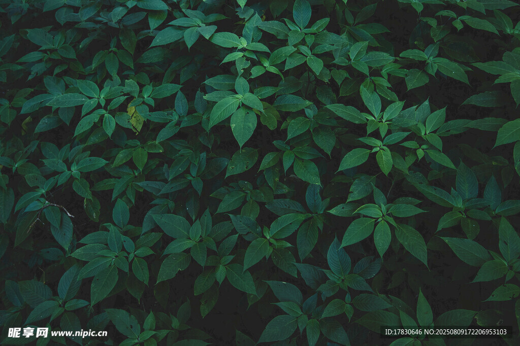 茂密绿植景观