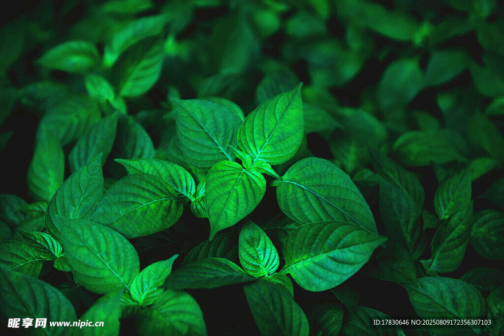 翠绿清新的薄荷叶