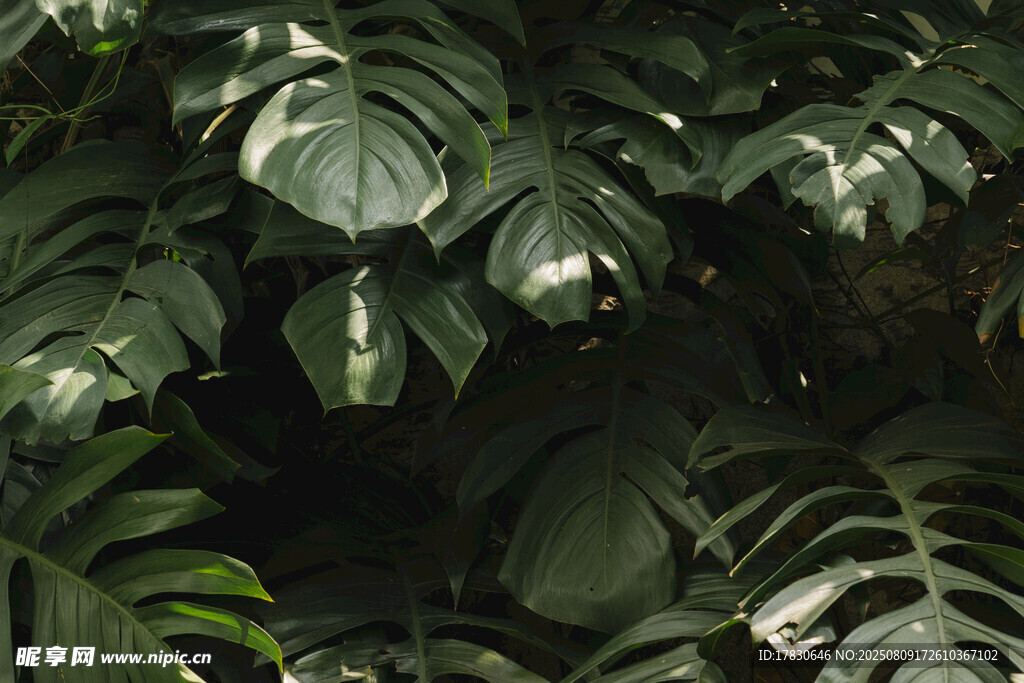 茂密绿植叶片特写