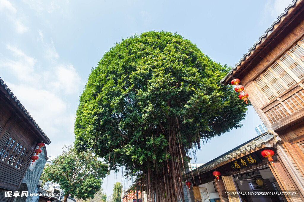 古村中的茂盛大树