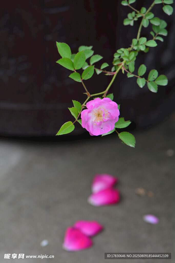 蔷薇花与散落花瓣