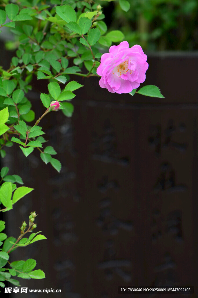 娇艳蔷薇绽绿叶间