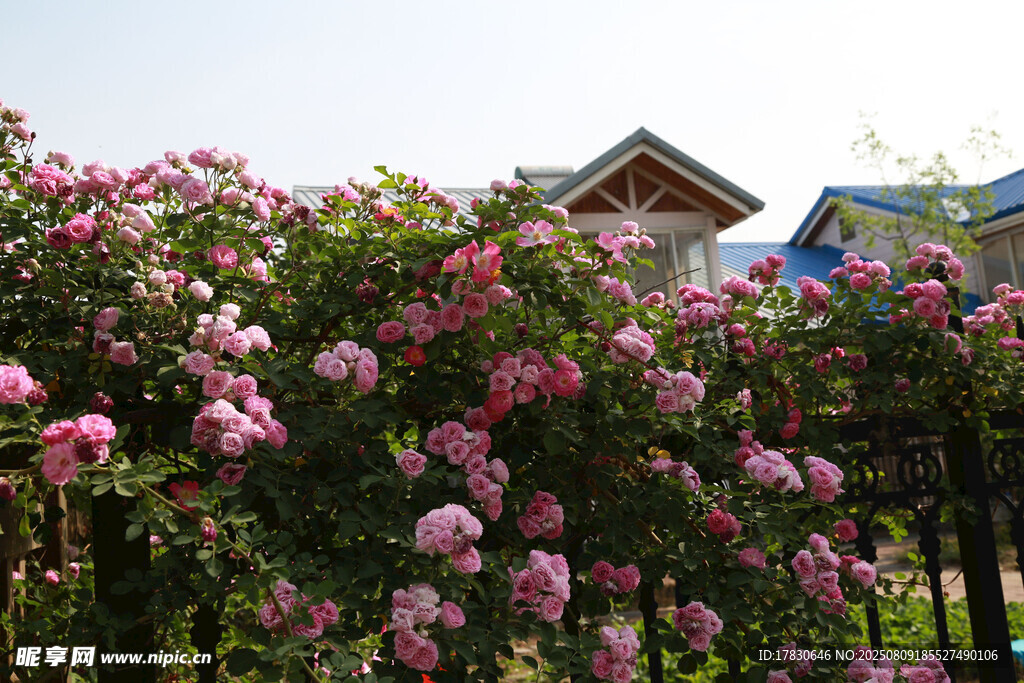 蔷薇花丛中的小屋一角