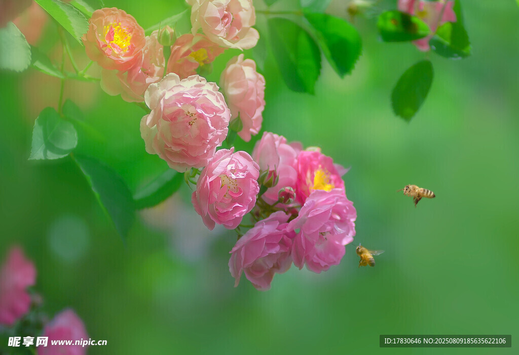 粉色蔷薇花与飞舞蜜蜂