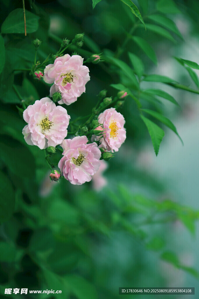 粉色蔷薇花绽放枝头