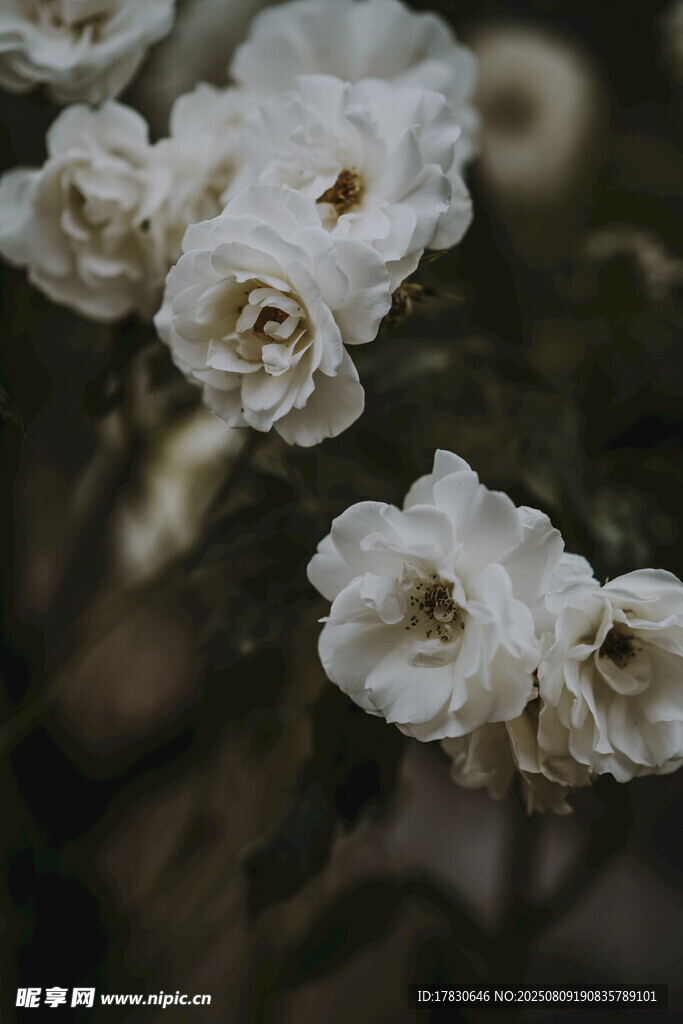 白色蔷薇花特写