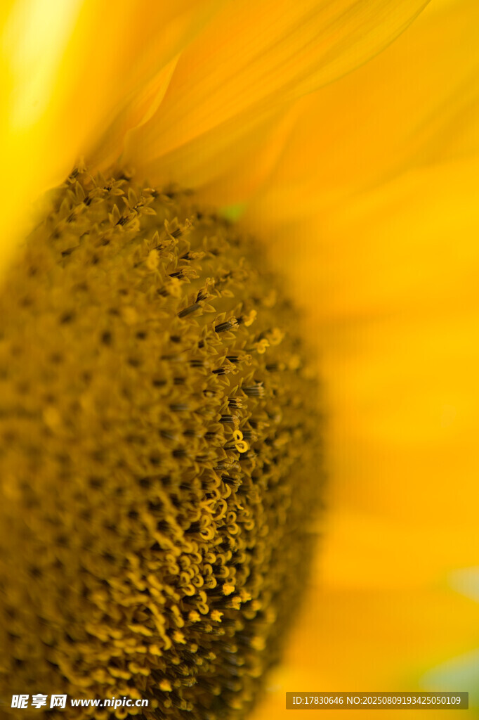 特写向日葵花蕊