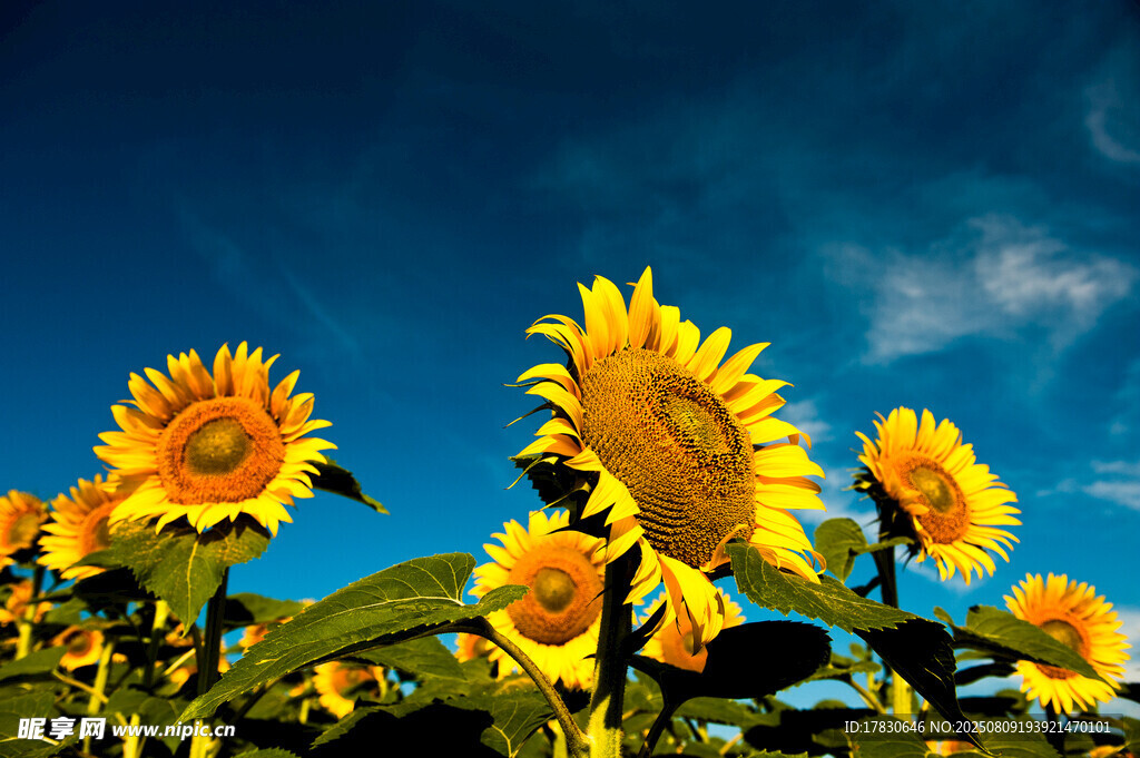 阳光下的灿烂向日葵