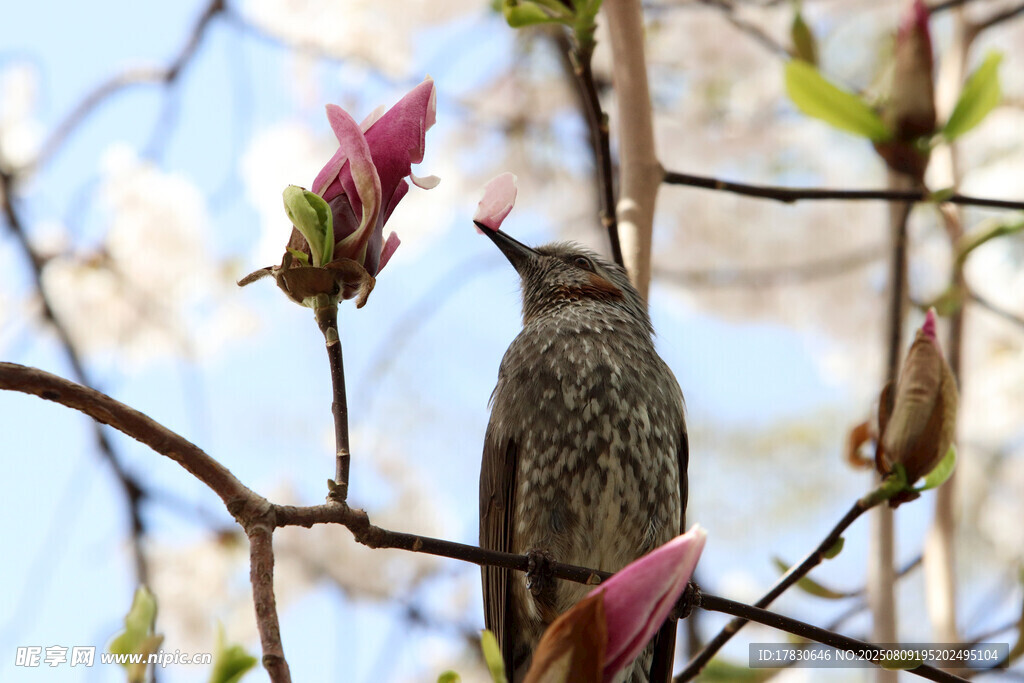 枝头小鸟伴绽放玉兰花