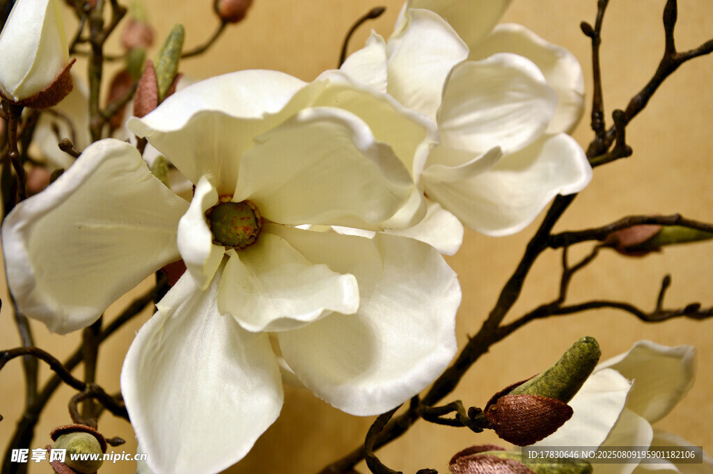 玉兰花绽放特写